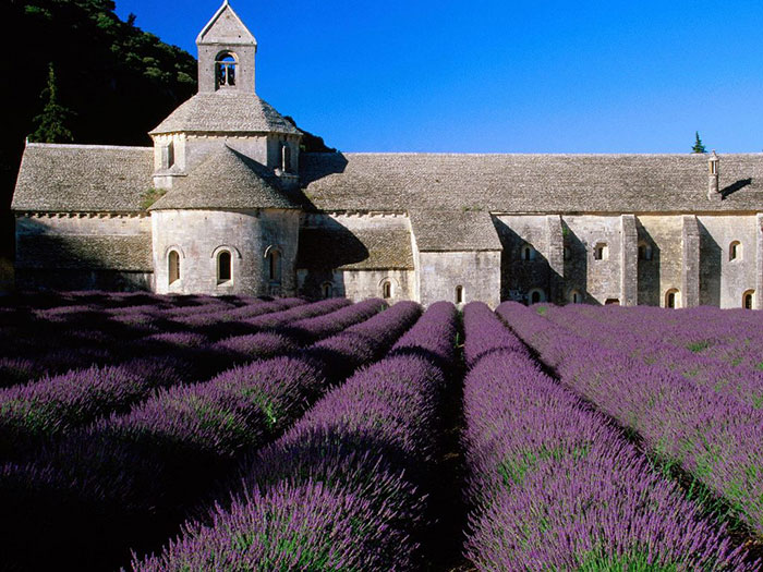 France-Lavender-Flower-Fields