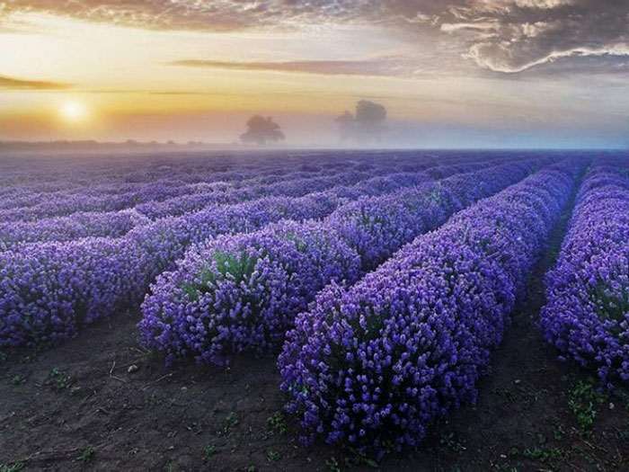 France-Lavender-Flower-Fields1