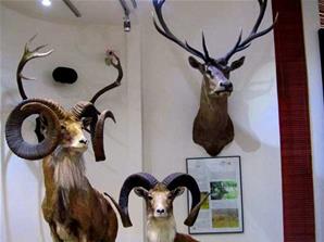 چهار موزه حیات وحش ایران