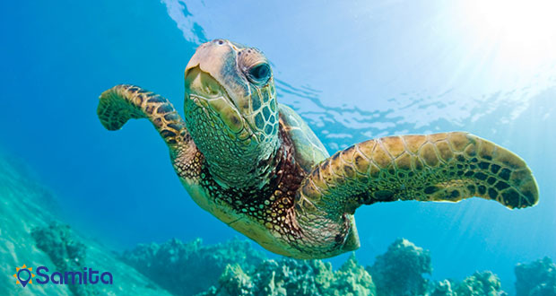 لاکپشت دریایی جزیره ماوی